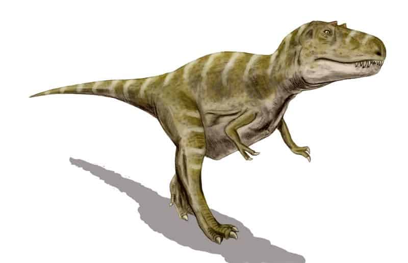 Image result for gorgosaurus