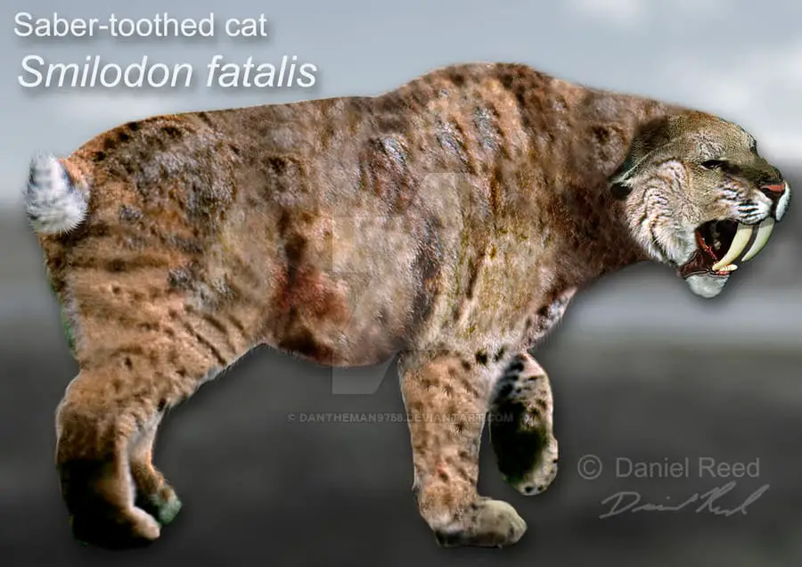 Are Cats Solitary Or Pack Animals Are Cats Solitary Or Pack Animals