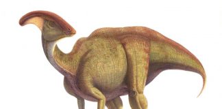Parasaurolophus by Saul Velasco Martel
