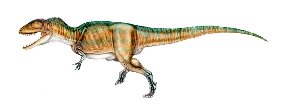 carcharodontosaurus facts and pictures carcharodontosaurus size