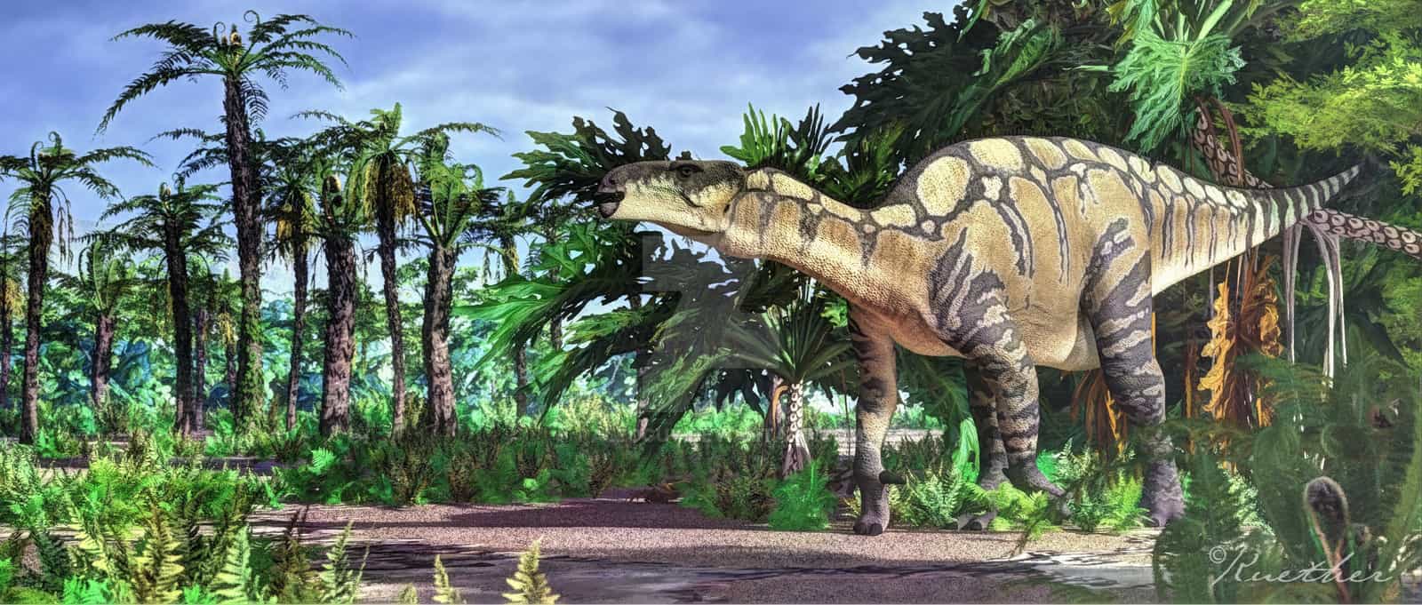 Iguanodon Dinosaurs Pictures and Facts