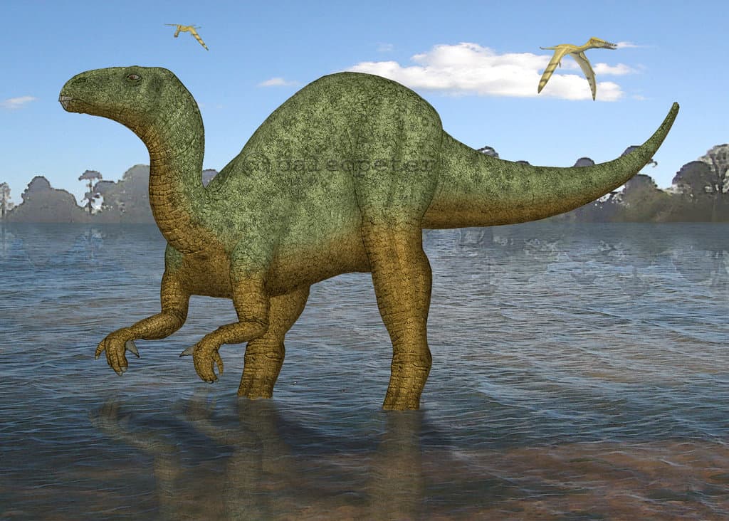 Iguanodon Dinosaurs Pictures and Facts