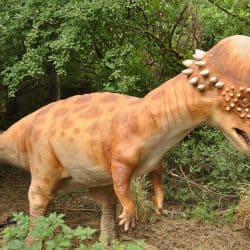 Pachycephalosaurus by Ricky Beckett