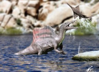 Majungasaurus - Facts and Pictures