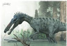 Suchomimus by Andreas