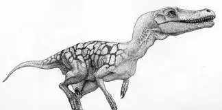 Velociraptor by Julius Csotonyi