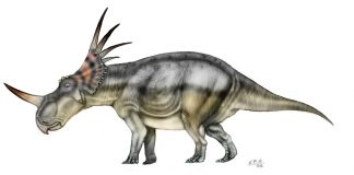 Styracosaurus by Sergio Perez
