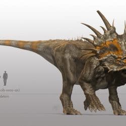 Styracosaurus by Steven Davis