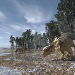 Pachyrhinosaurus by Anthony