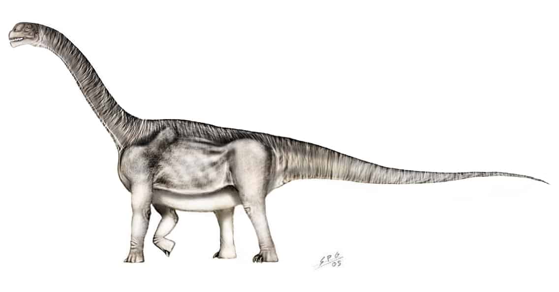 Camarasaurus by Sergio Perez
