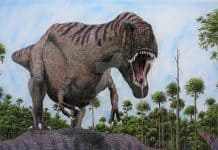 Daspletosaurus by Frank Lode