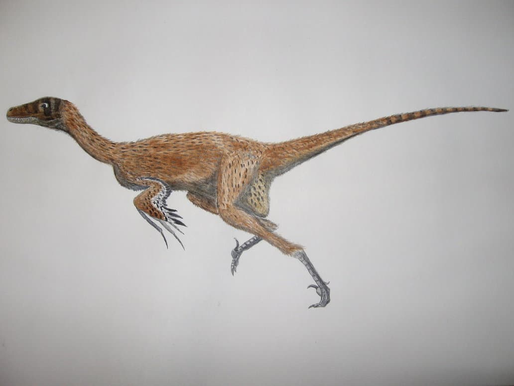 Dromaeosaurus by Oddity