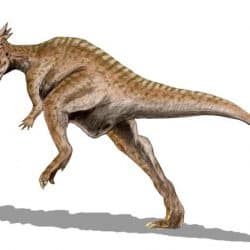 Dracorex by Nobu Tamura