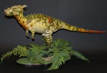 Dracorex by Michael Kampa