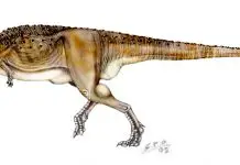 Abelisaurus by Sergio Perez