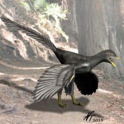 Archaeopteryx by Nobu Tamura