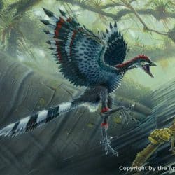 Archaeopteryx by Todd Marshall