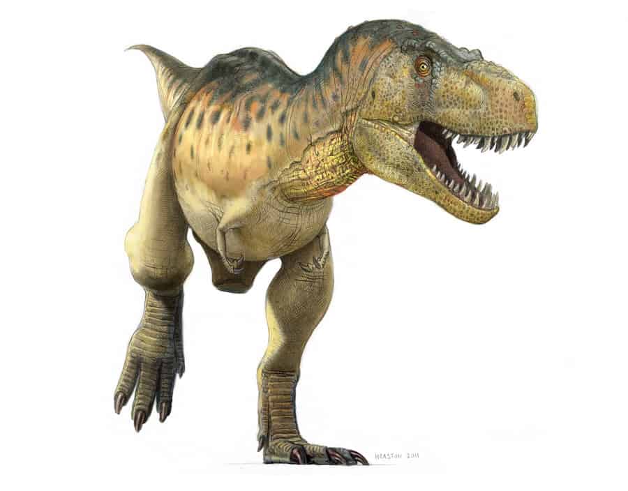 tyrannosaurus facts and pictures