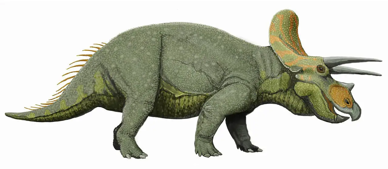 triceratops facts and pictures