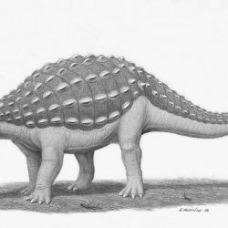 Ankylosaurus by Heraldo