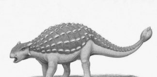 Ankylosaurus by Heraldo