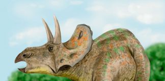 Triceratops by Nobu Tamura