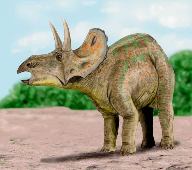 triceratops pictures