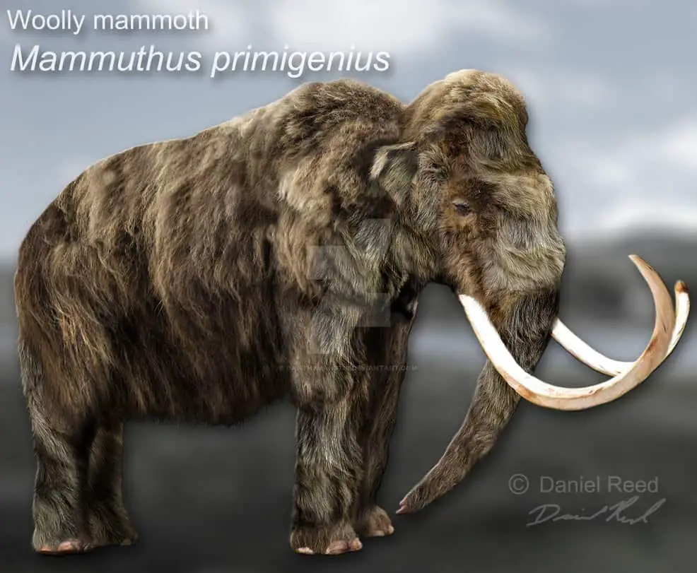 Mammuthus (Woolly Mammoth) by Daniel Reed