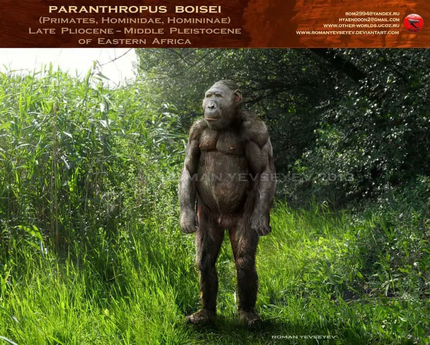Paranthropus by Roman Yevseyev