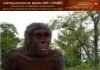 Australopithecus