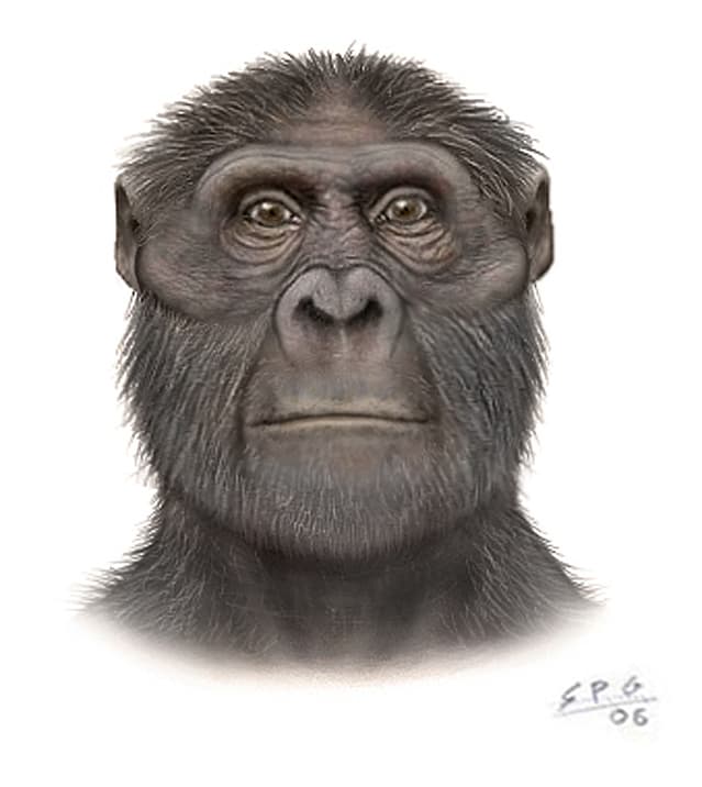 Australopithecus by Sergio Perez