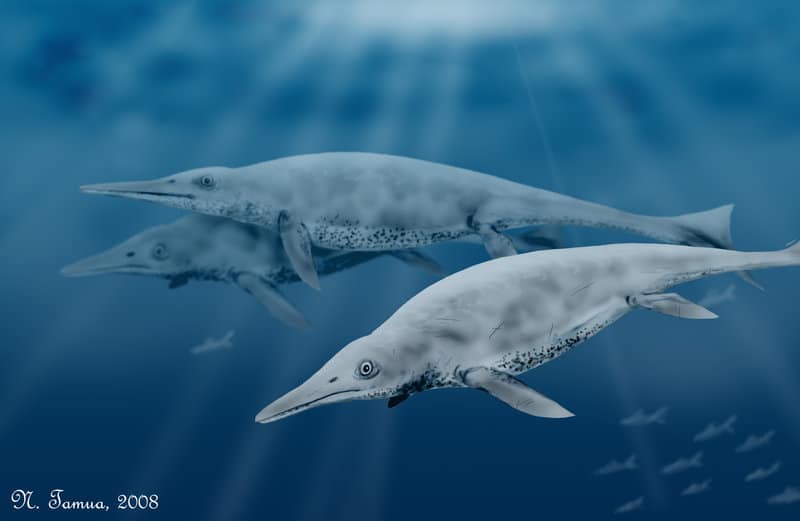Hasil gambar untuk foto Shastasaurus