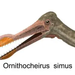1558_ornithocheirus_peter_montgomery