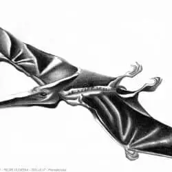 1589_pterodactylus_felipe_oliveira