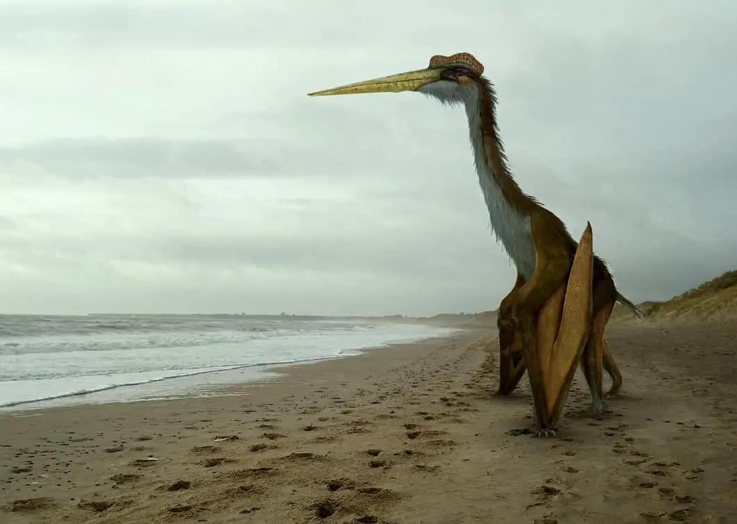 Quetzalcoatlus Facts And Pictures