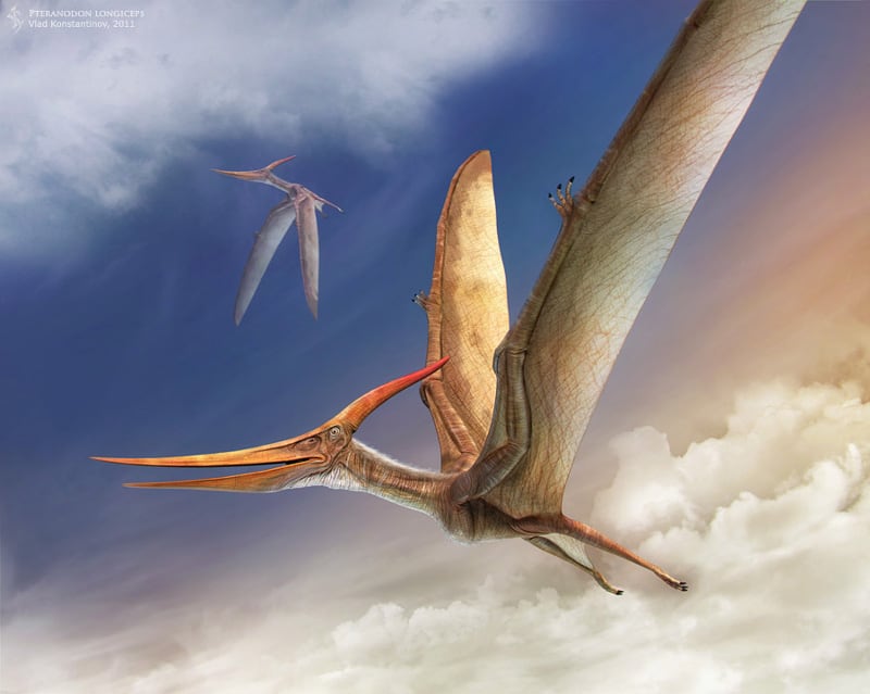 Pteranodon by Vlad Konstantinov