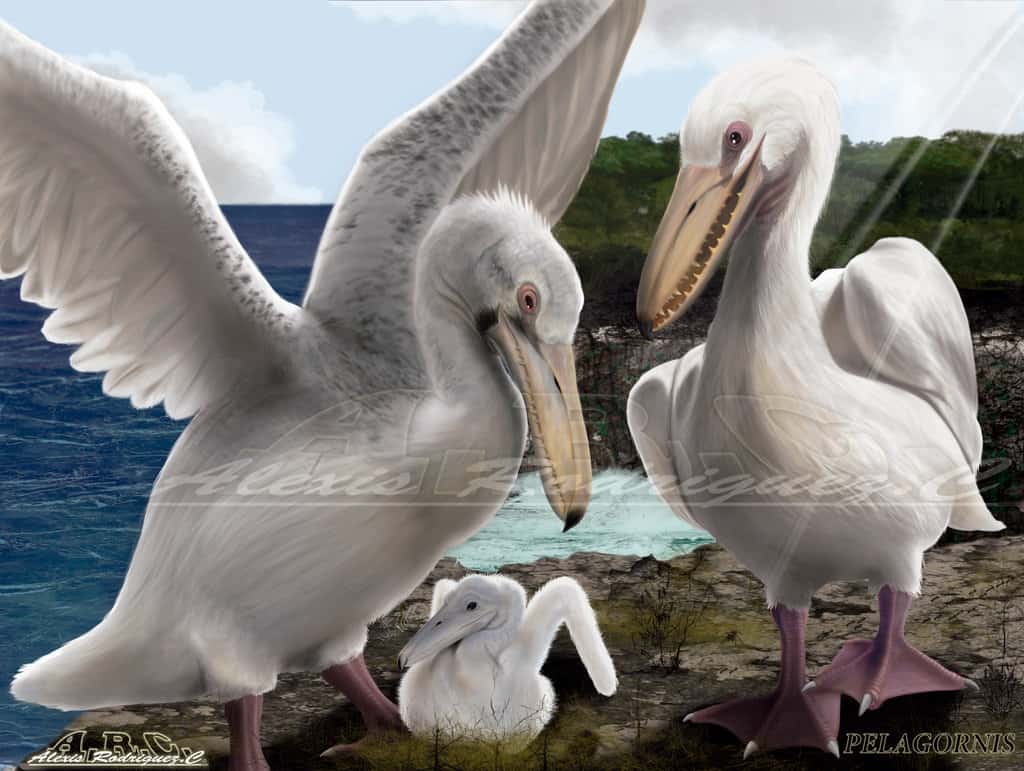 Pelagornis Dinosaurs Pictures and Facts