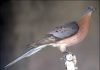 Passenger Pigeon