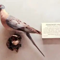 736_passenger pigeon_melusine-designs