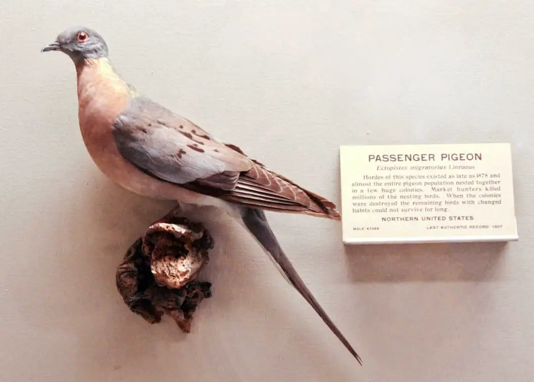 Passenger Pigeon by Melusine-Designs