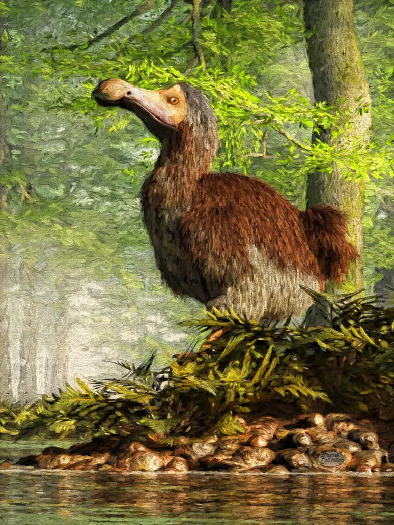 Dodo Bird - Facts and Pictures