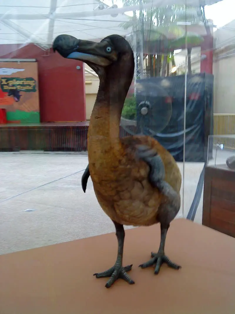 Dodo Bird - Facts and Pictures