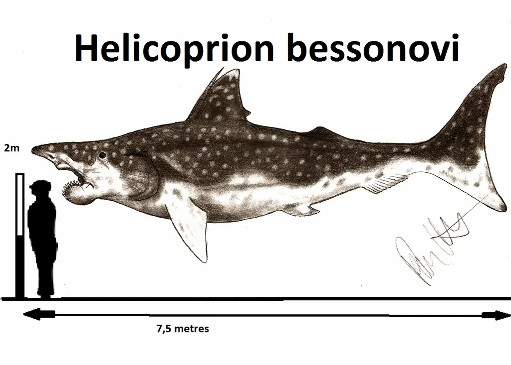Helicoprion by Robinson Kunz
