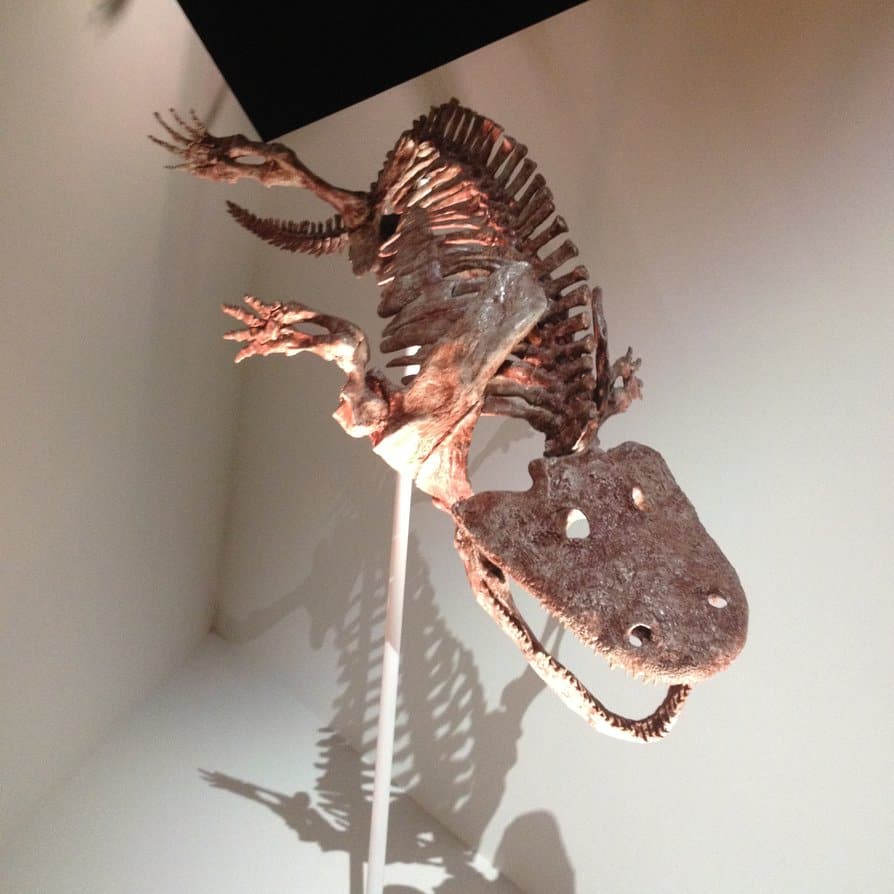 Ichthyostega Dinosaurs Pictures and Facts