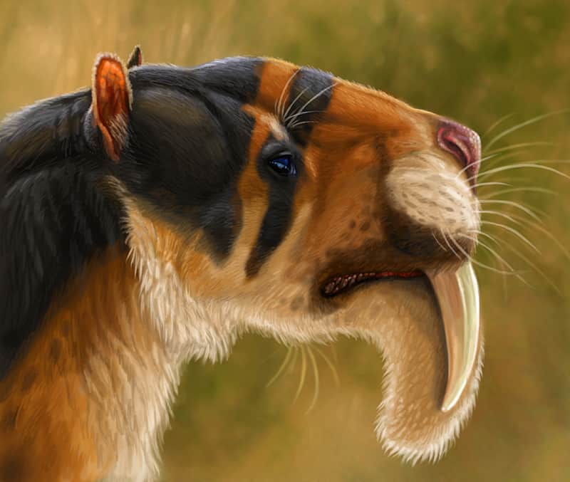 Thylacosmilus by Viergacht
