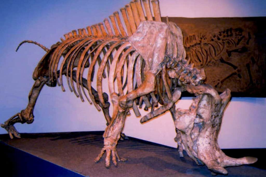Brontotherium - Facts and Pictures