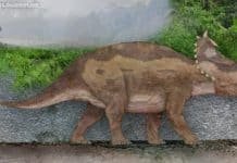 Centrosaurus