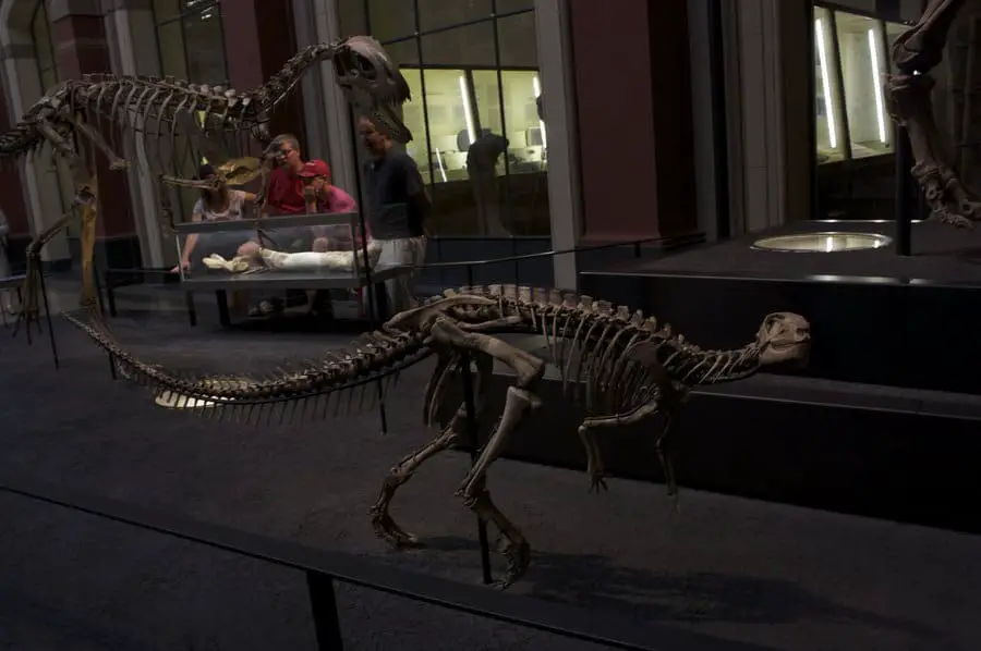 Dryosaurus