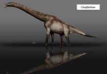 Giraffatitan