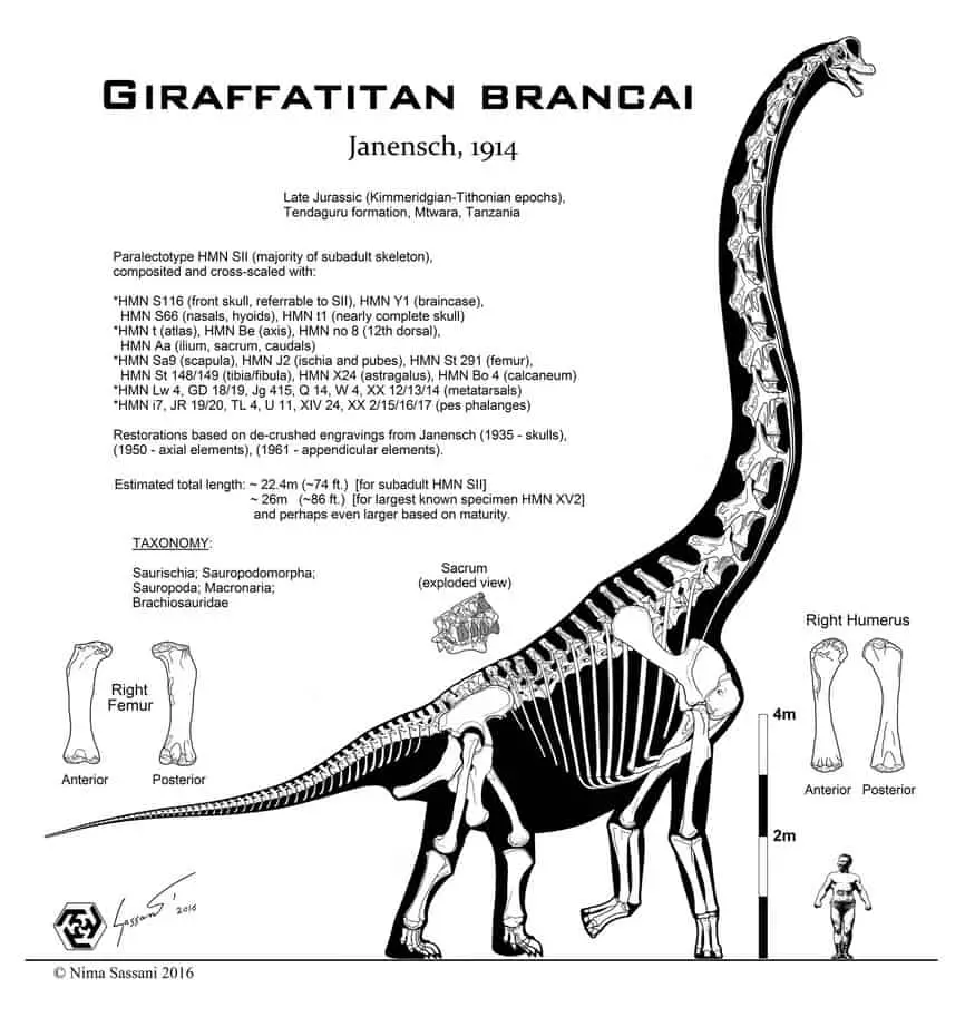 Giraffatitan